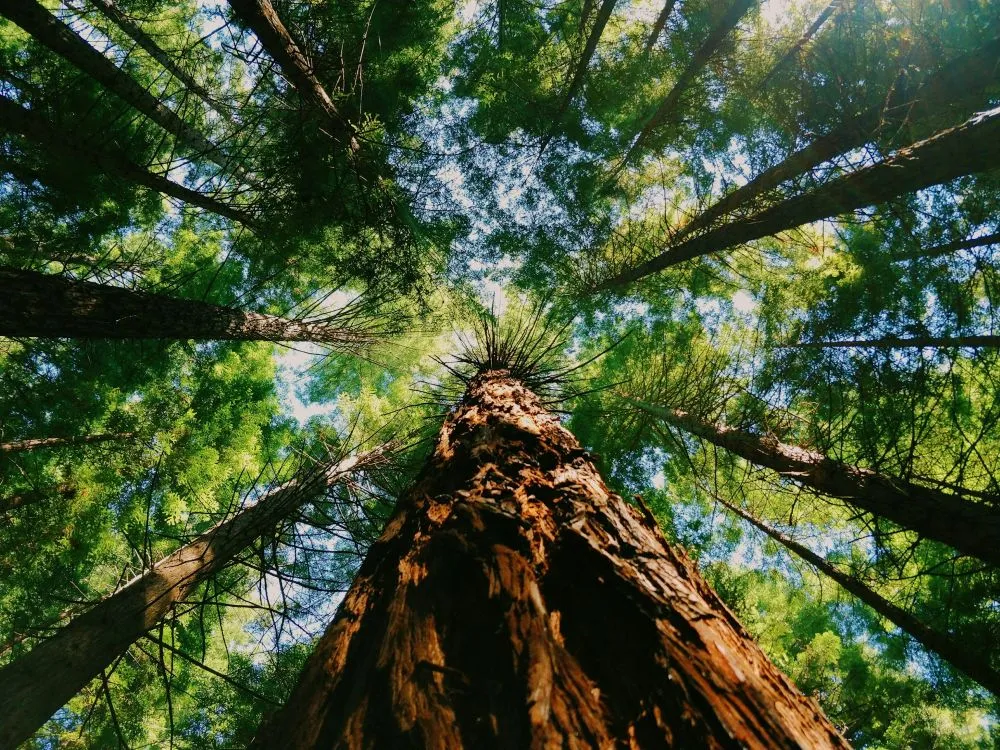Forest trees